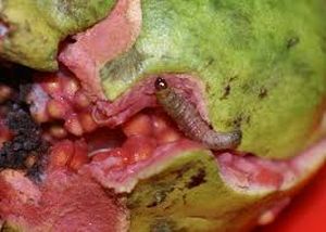 uploads/images/pest/fruit borer.jpg